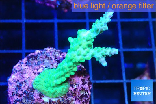 Acropora green 3 -4 cm WYSIWYG acclimaté