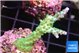 Acropora green 3 -4 cm WYSIWYG acclimaté
