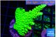 Acropora neon green 3-4 cm WYSIWYG acclimaté