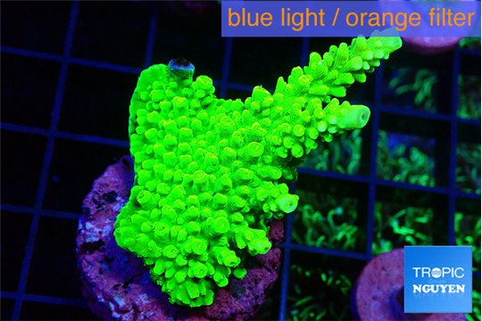 Acropora neon green 3-4 cm WYSIWYG acclimaté