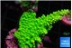 Acropora neon green 3-4 cm WYSIWYG acclimaté