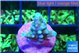 Acropora green blue 1-2 cm WYSIWYG acclimaté