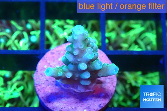 Acropora green blue 1-2 cm WYSIWYG acclimaté