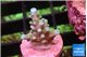 Acropora green blue 1-2 cm WYSIWYG acclimaté