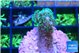 Pocillopora damicornisgreen & pink tip 2-3 cm WYSIWYG acclimaté
