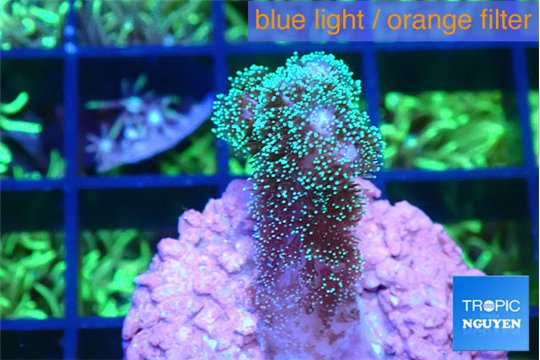 Pocillopora damicornisgreen & pink tip 2-3 cm WYSIWYG acclimaté