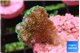 Pocillopora damicornisgreen & pink tip 2-3 cm WYSIWYG acclimaté