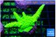 Acropora neon green 4-5 cm WYSIWYG acclimaté