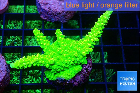 Acropora neon green 4-5 cm WYSIWYG acclimaté