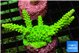Acropora neon green 4-5 cm WYSIWYG acclimaté