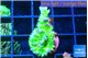 Acropora green blue ice Fijii 2 cm WYSIWYG acclimaté