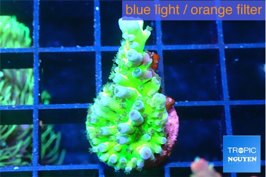Acropora green blue ice Fijii 2 cm WYSIWYG acclimaté