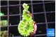 Acropora green blue ice Fijii 2 cm WYSIWYG acclimaté