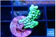 Montipora incredible hulk 2 cm WYSIWYG acclimaté