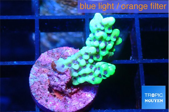 Montipora incredible hulk 2 cm WYSIWYG acclimaté