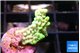 Montipora incredible hulk 2 cm WYSIWYG acclimaté