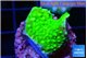 Acropora neon green 2-3 cm WYSIWYG acclimaté