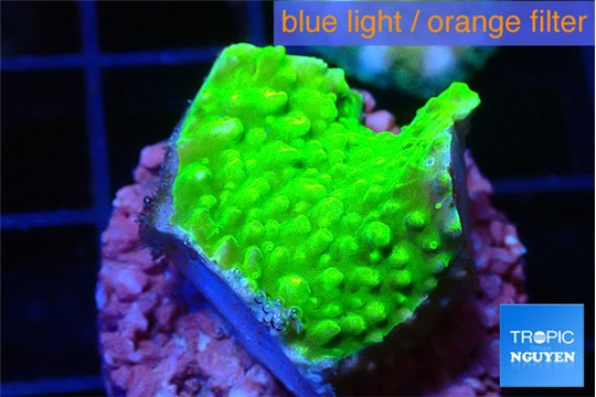 Acropora neon green 2-3 cm WYSIWYG acclimaté