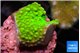 Acropora neon green 2-3 cm WYSIWYG acclimaté