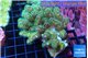 Pocillopora damicornisgreen & pink tip 6-9 cm WYSIWYG acclimaté