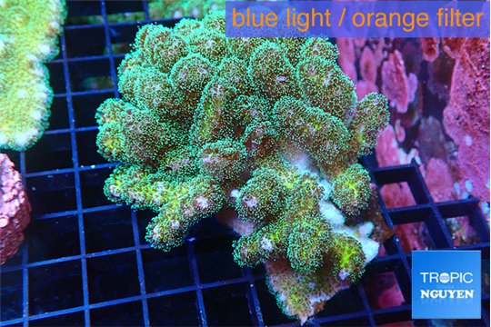 Pocillopora damicornisgreen & pink tip 6-9 cm WYSIWYG acclimaté