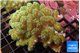 Pocillopora damicornisgreen & pink tip 6-9 cm WYSIWYG acclimaté