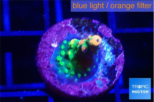 Acropora green mango tip 2 cm WYSIWYG acclimaté