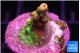 Acropora green mango tip 2 cm WYSIWYG acclimaté