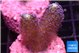 Stylophora milka 2-3 cm WYSIWYG acclimaté