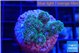 Pocillopora damicornisgreen & pink tip 2-3 cm WYSIWYG acclimaté