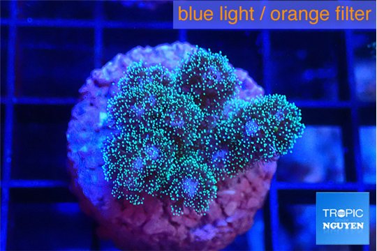 Pocillopora damicornisgreen & pink tip 2-3 cm WYSIWYG acclimaté