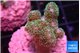 Pocillopora damicornisgreen & pink tip 2-3 cm WYSIWYG acclimaté