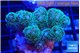 Pocillopora damicornisgreen & pink tip 3-5 cm WYSIWYG acclimaté