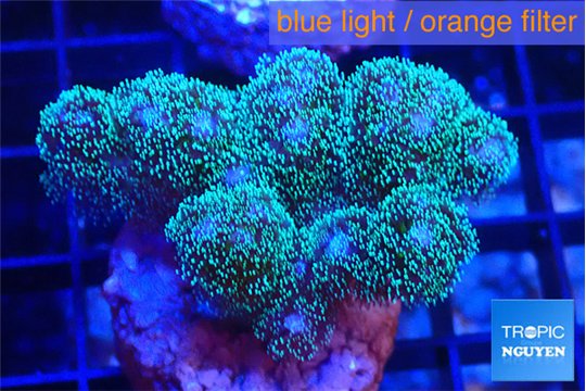 Pocillopora damicornisgreen & pink tip 3-5 cm WYSIWYG acclimaté