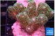 Pocillopora damicornisgreen & pink tip 3-5 cm WYSIWYG acclimaté