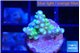 Acropora lemon green 1-2 cm WYSIWYG acclimaté