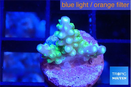 Acropora lemon green 1-2 cm WYSIWYG acclimaté