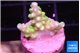Acropora lemon green 1-2 cm WYSIWYG acclimaté