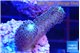 Stylophora milka 2-3 cm WYSIWYG acclimaté