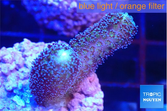 Stylophora milka 2-3 cm WYSIWYG acclimaté