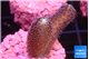 Stylophora milka 2-3 cm WYSIWYG acclimaté