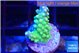 Acropora lemon green 1-2 cm WYSIWYG acclimaté