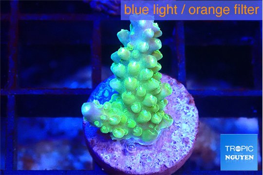 Acropora lemon green 1-2 cm WYSIWYG acclimaté