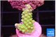 Acropora lemon green 1-2 cm WYSIWYG acclimaté
