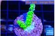 Acropora neon green 2 cm WYSIWYG acclimaté