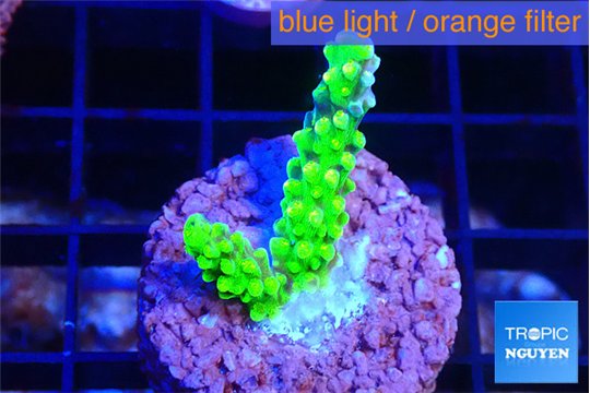 Acropora neon green 2 cm WYSIWYG acclimaté