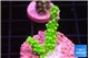 Acropora neon green 2 cm WYSIWYG acclimaté