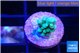 Acropora green blue 1-2 cm WYSIWYG acclimaté
