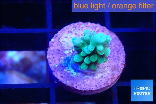 Acropora green blue 1-2 cm WYSIWYG acclimaté