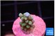 Acropora green blue 1-2 cm WYSIWYG acclimaté